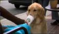 dr dolittle 3-avi_001.jpg